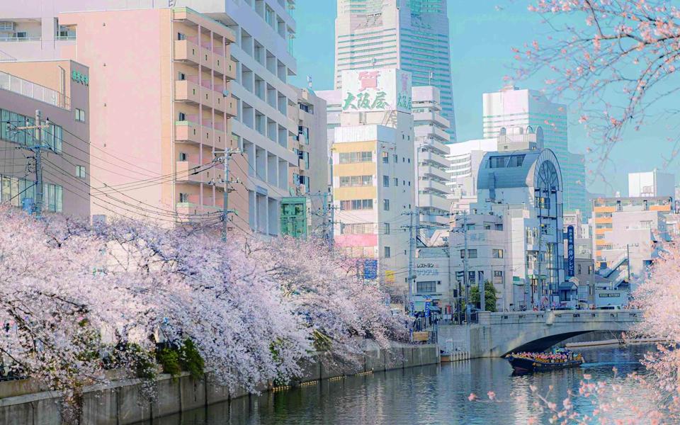 城市护城河盛开的樱花图片壁纸大图