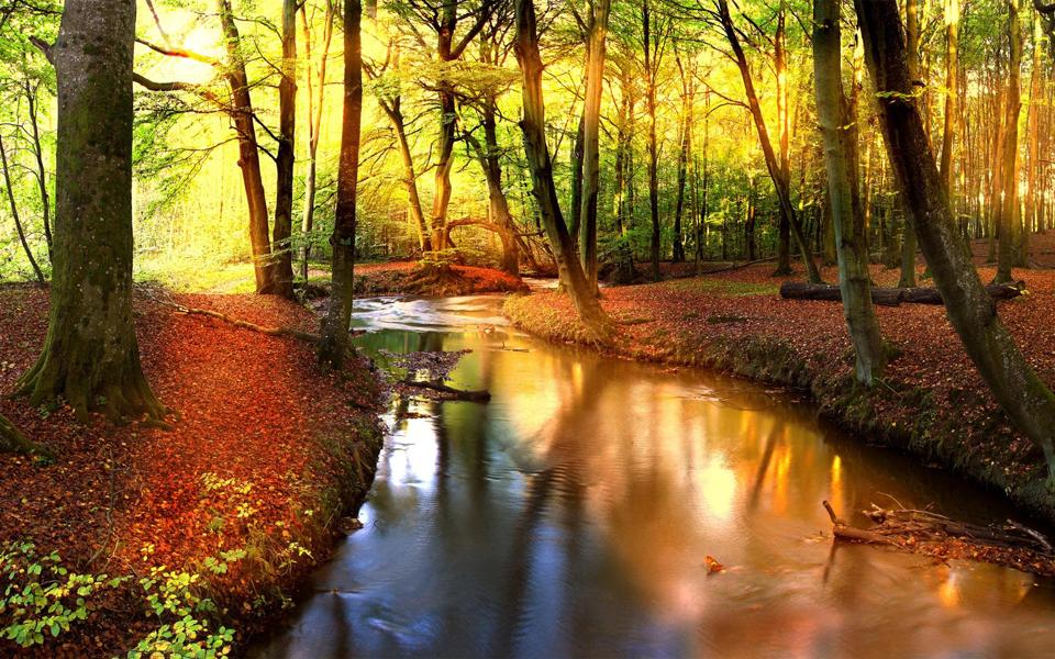 森林秋天风景壁纸