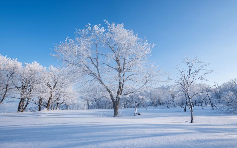 冬天树林雪景自然风景桌面壁纸