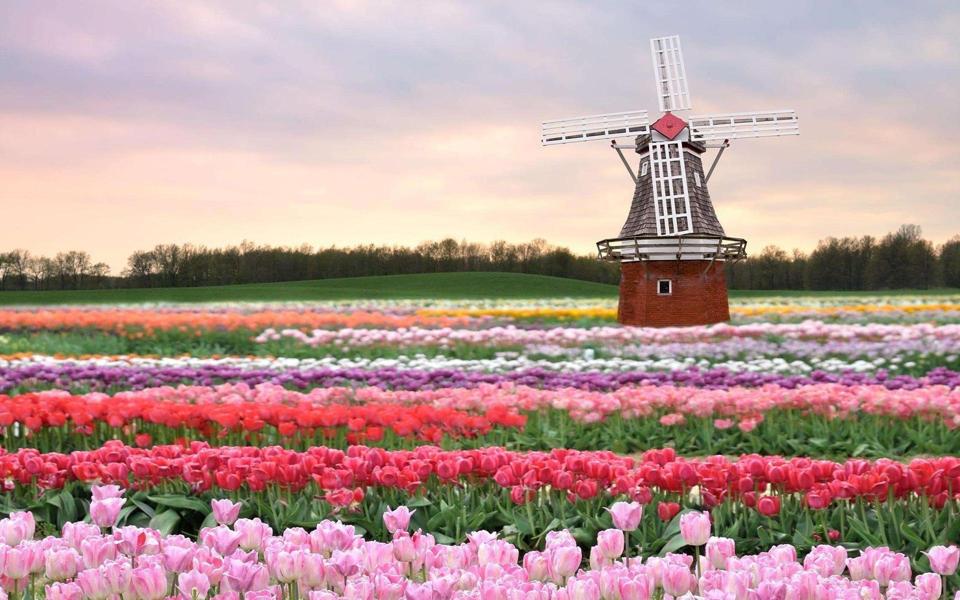 荷兰风车鲜花高清风景电脑壁纸