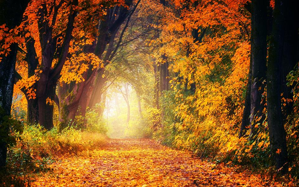 高清秋天树林小路图片风景桌面壁纸
