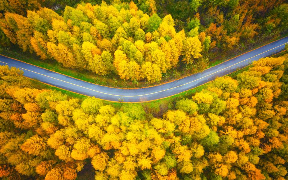 秋天森林公路高清风景壁纸