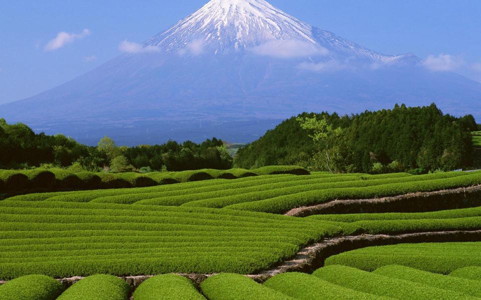 富士山茶园图片风景高清桌面壁纸