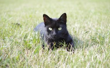 黑色猫猫图片
